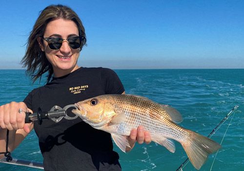 Golden Snapper are a regular catch and are un-beatable table fish.