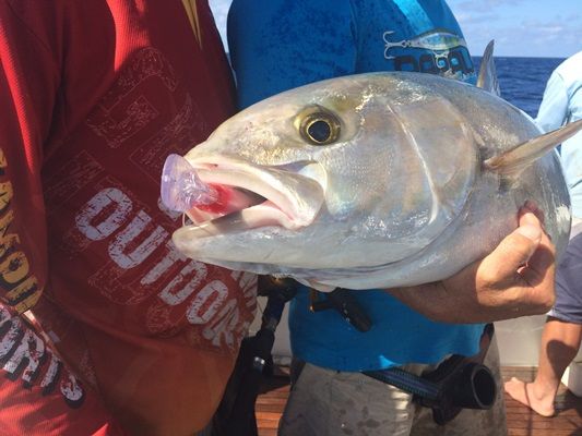 Amberjack