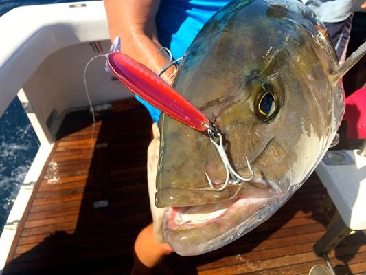 Amberjack taken on Rapala Lure