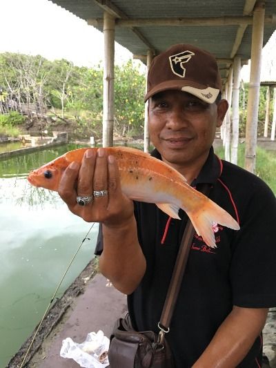 Anything remotely plate sized is called a snapper, even goldfish