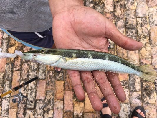 These wrasse like critters were also common