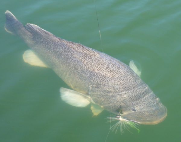 Murray Cod