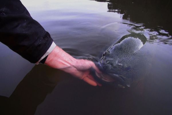 Murray cod Release