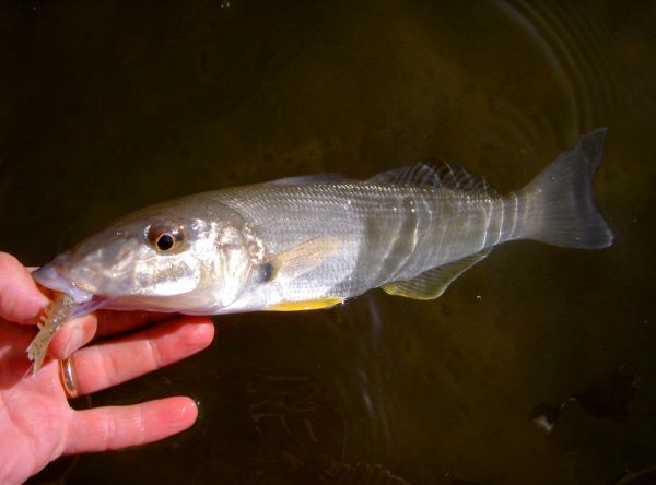Sand Whiting