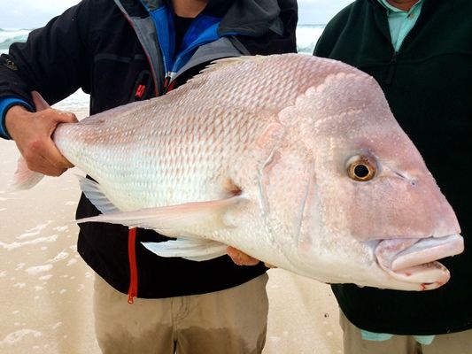 Snapper Caught of Yalata Beach